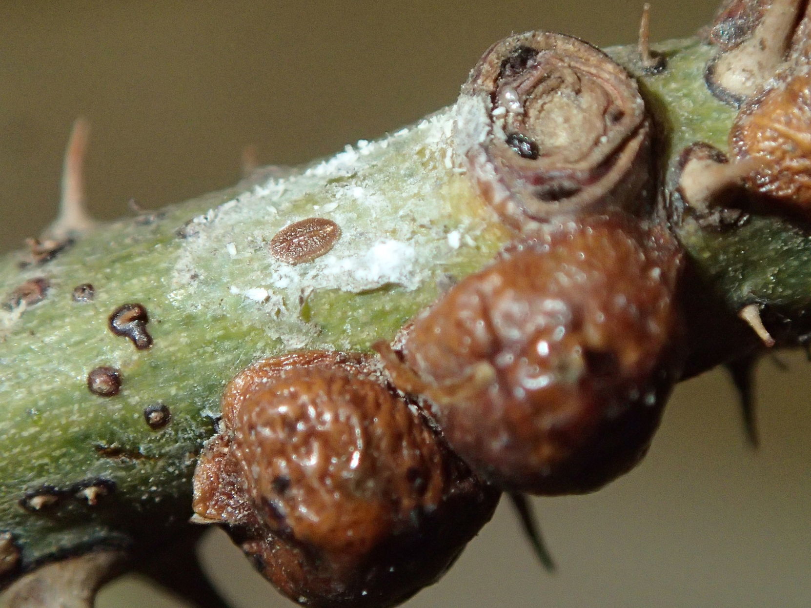 Lecanium scale